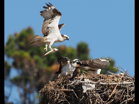 Ospreys Fledging