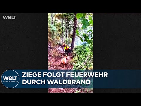 Video Thumbnail: WALDBRAND: Diese Ziege läuft dem Löschfahrzeug anderthalb Kilometer hinterher – im Überblick
