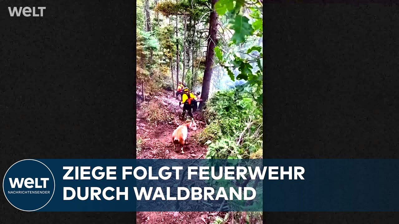 WALDBRAND: Diese Ziege läuft dem Löschfahrzeug anderthalb Kilometer hinterher – im Überblick
