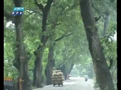 ‘শতবর্ষী গাছ কাটার সিদ্ধান্ত অশুভ চক্রের লুটপাট’