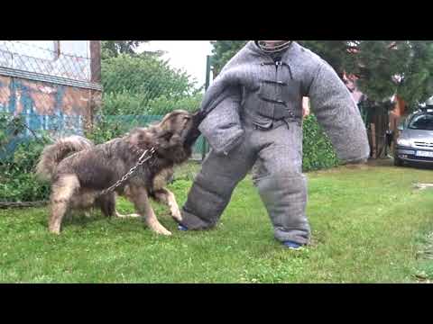 Morcos Huszár Argosz 💪🔥