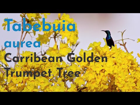 Tabebuia aurea - Carribean Golden Trumpet Tree | 4K Nature |
