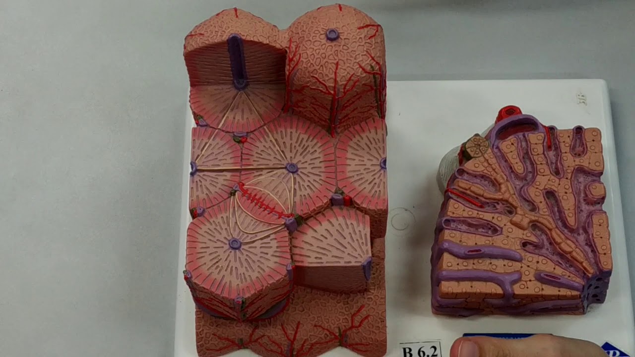 Histologia do Fígado Modelo Sintético
