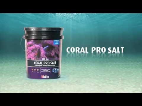 saltwater tank archives big