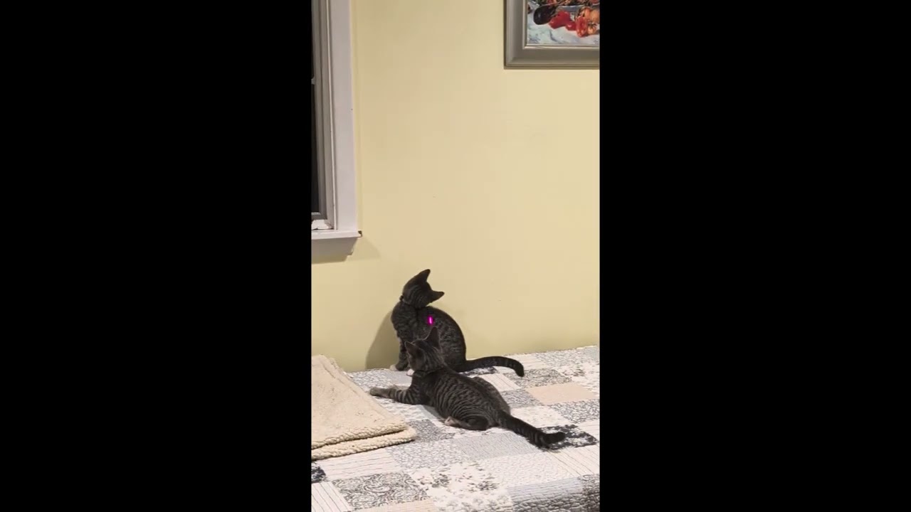 Paige, a ADOPTABLE American Shorthair in Rochester, NY video 1/5