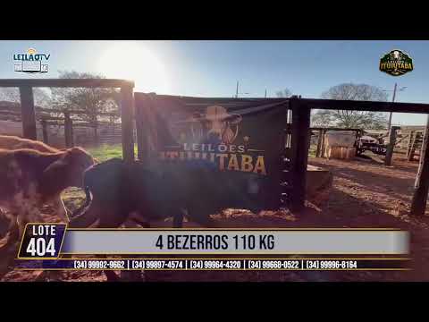 LOTE 404   4 BEZERROS 110 KG🔥 AO VIVO: LEILÕES ITUIUTABA 23/07/2026 - PARQUE DE EXPOSIÇÕES JK