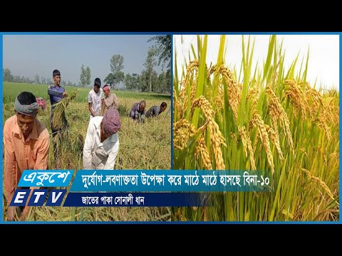 দুর্যোগ-লবণাক্ততা উপেক্ষা করে মাঠে মাঠে হাসছে বিনা-১০ জাতের পাকা সোনালী ধান | ETV News