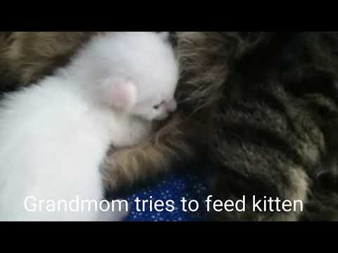 Grandma tries to feed 2-week crying kitten being neglected by his Biological Mother