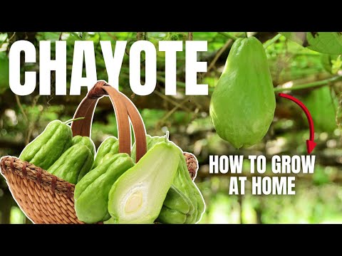 Discover the Best Ways to Grow CHAYOTE at Home - Gardening Tips | Amazing Garden