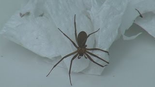 Man maps out brown recluse spiders
