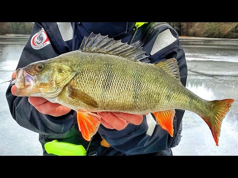 AHVENEN PILKINTÄ | AHVEN VIIHTYY SAMOILLA PAIKOILLA TALVISIN KUIN LOPPU SYKSYSTÄ | TUTKIMUS