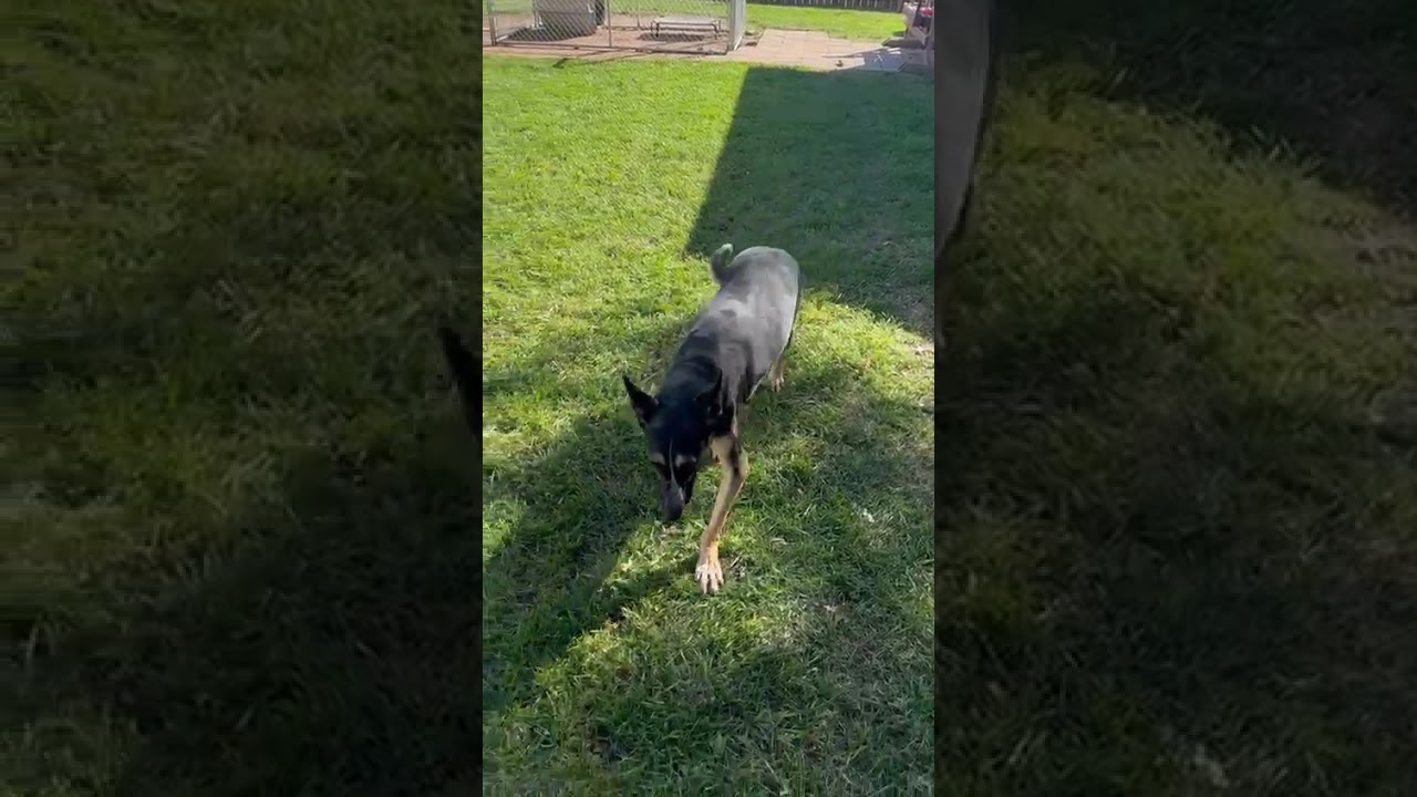 Tex, a Adoptable mixed breed in Kingman, KS video 6/6