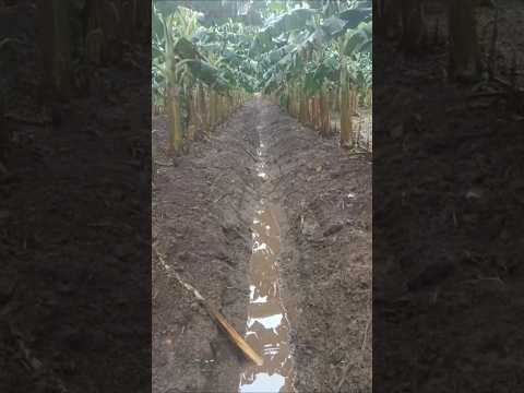 Cultivo de plátano en Lejanías  Meta, excelente administración la que le dan #campo #agricultura