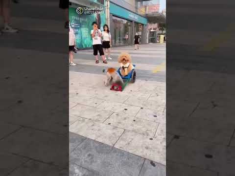 cute dogs video //Jaikumar Rathi//
