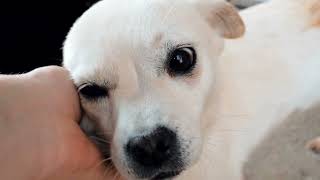 Pasco Pulse: Tri-Cities Animal Shelter's Online Pet Reporting