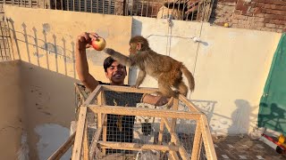 Mera Dream Pet Monkey Agia 😍 Surprise