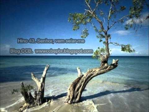 Hino CCB 43 Senhor , vem selar-me Cantado.wmv