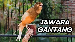 Download lagu Kenari Gacor Ngerol Sampai Tuntas – Cocok untuk Isian & Pancingan  Kenari PAUD AGAR BUNYI mp3