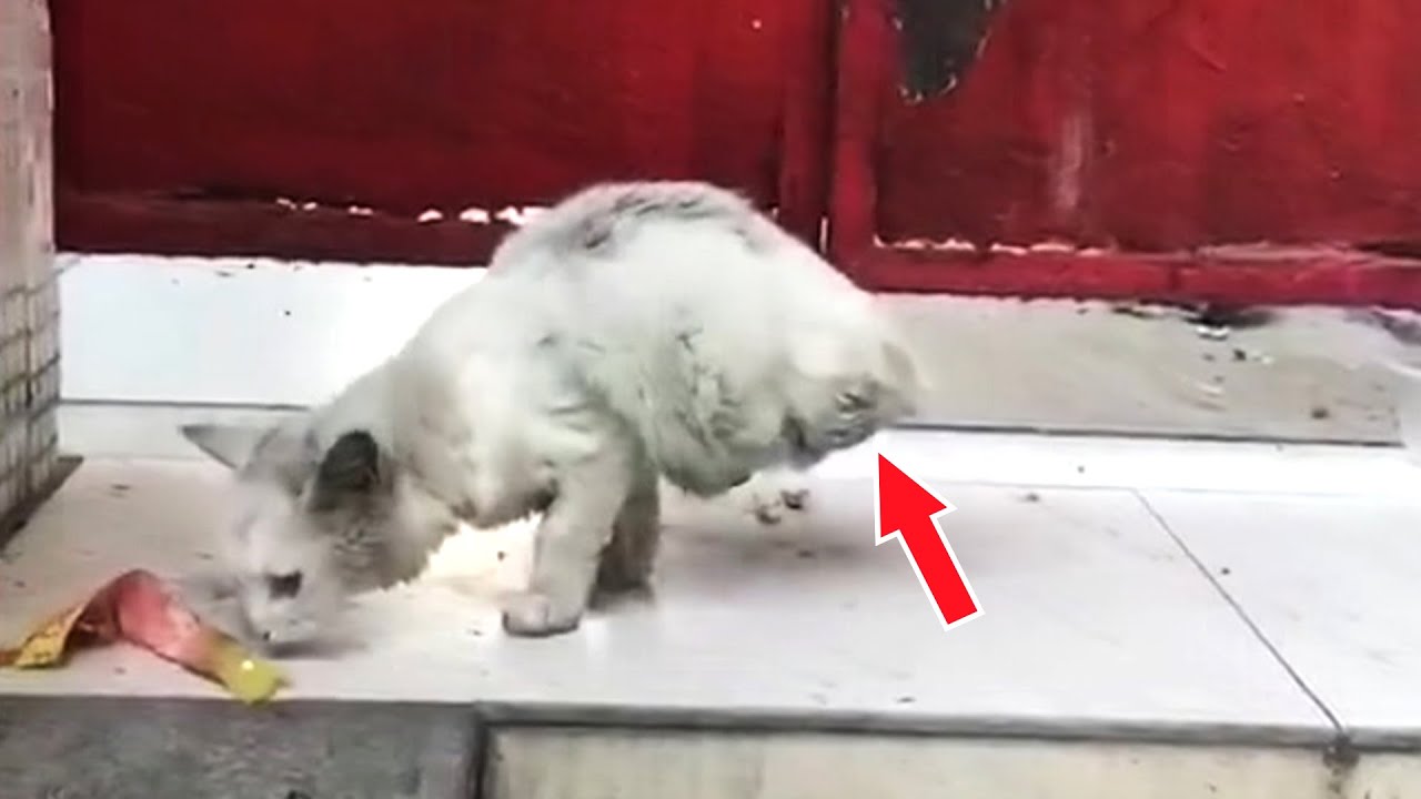 A stray cat that lost half of its body, trying hard to find food, just wants to survive!