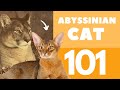 The Abyssinian Cat 101 : Breed & Personality