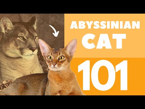 The Abyssinian Cat 101 : Breed & Personality