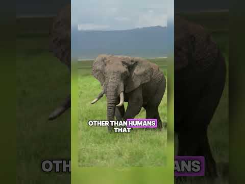 INSANE animal facts that you were meant to know about sooner! 🤯