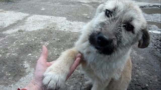 Puppy Abandoned on a Busy Road Gets Rescued Just in Time