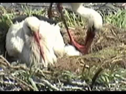 Warszewo, 11.05.2014. Ile jest jaj?