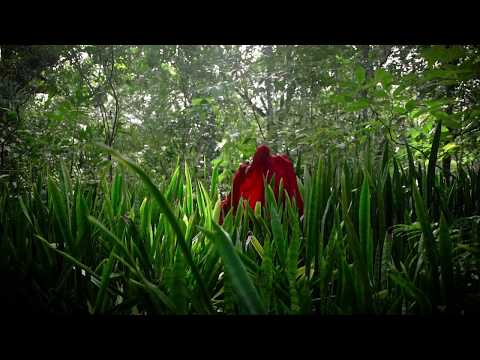 The Baggios feat. Céu - Bem-te-vi (Teaser)