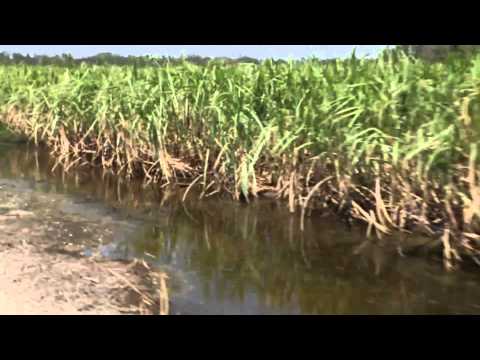 Sugarcane fields flooded by Hurricane Isaac - American Sugar Cane League