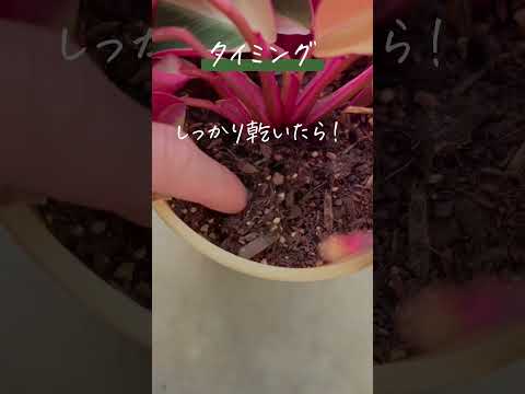 植物に水分を与えるための自家製水やりジェル 2022