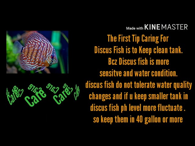 Discus fish 5 care tips in hindi