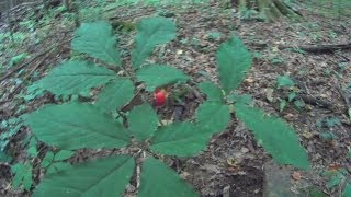 How to find Wild Ginseng plants and how to idendify them