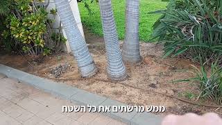 פטוניה עונתית סוס עבודה שפורח כל הקיץ