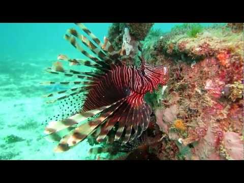 Red Lionfish Pterois volitans