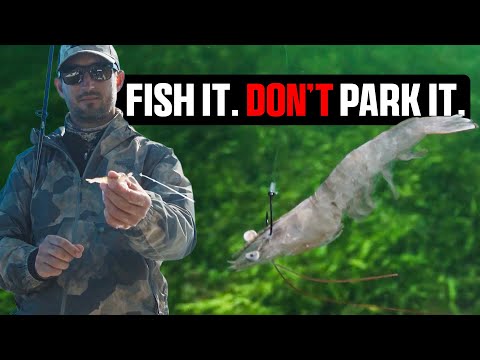 Using Live Shrimp Is Simple… Until You Fish It Wrong
