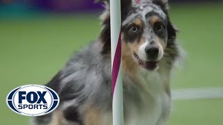 2016 Westminster Agility Champion Australian Shepherd Holster