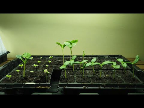 , title : 'Πώς φυτεύουμε σπόρους;'