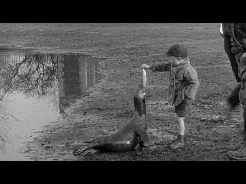 The Village Pet