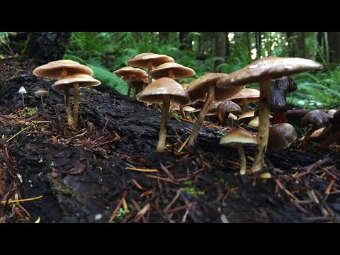 NJ Poison Control Center Issues Wild Mushrooms Warning