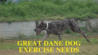 Great Dane Exercise Guide [Needs and Ideas]