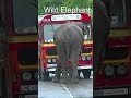Elephant Fury: Bus Carnage Chronicles #elephantattack #shortvideo #elephant