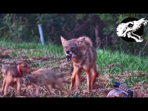 Coyotes Try To Run Down Our Dog - Coyote Hunting With Decoy Dogs