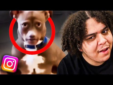 Bingo, But With The DUMBEST Instagram Reels..