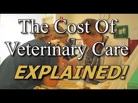 The Cost Of Veterinary Care EXPLAINED!
