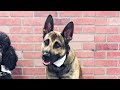 Double H Canine Training Academy... Epic Service Dog Training Failure