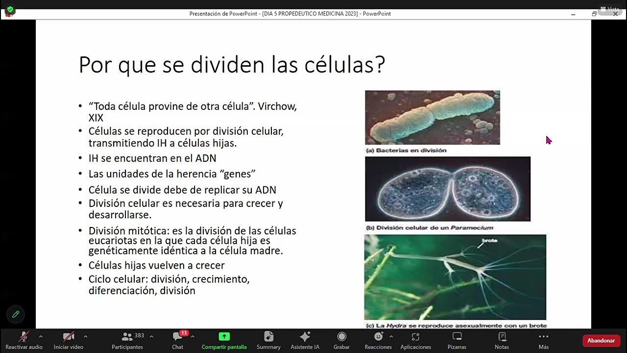 cliclo celular