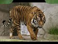 The Kids ABC S At The Zoo Version 3