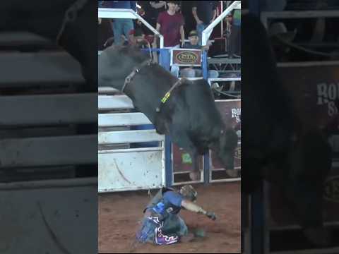 DESPACHO (CIA PAULO EMÍLIO) - MELHOR TOURO de SANTA TEREZINHA do ITAIPU/PR 2025