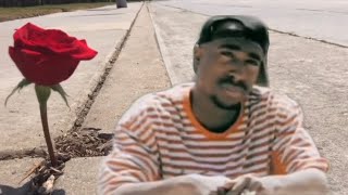 2Pac: The Rose That Grew From Concrete Edit